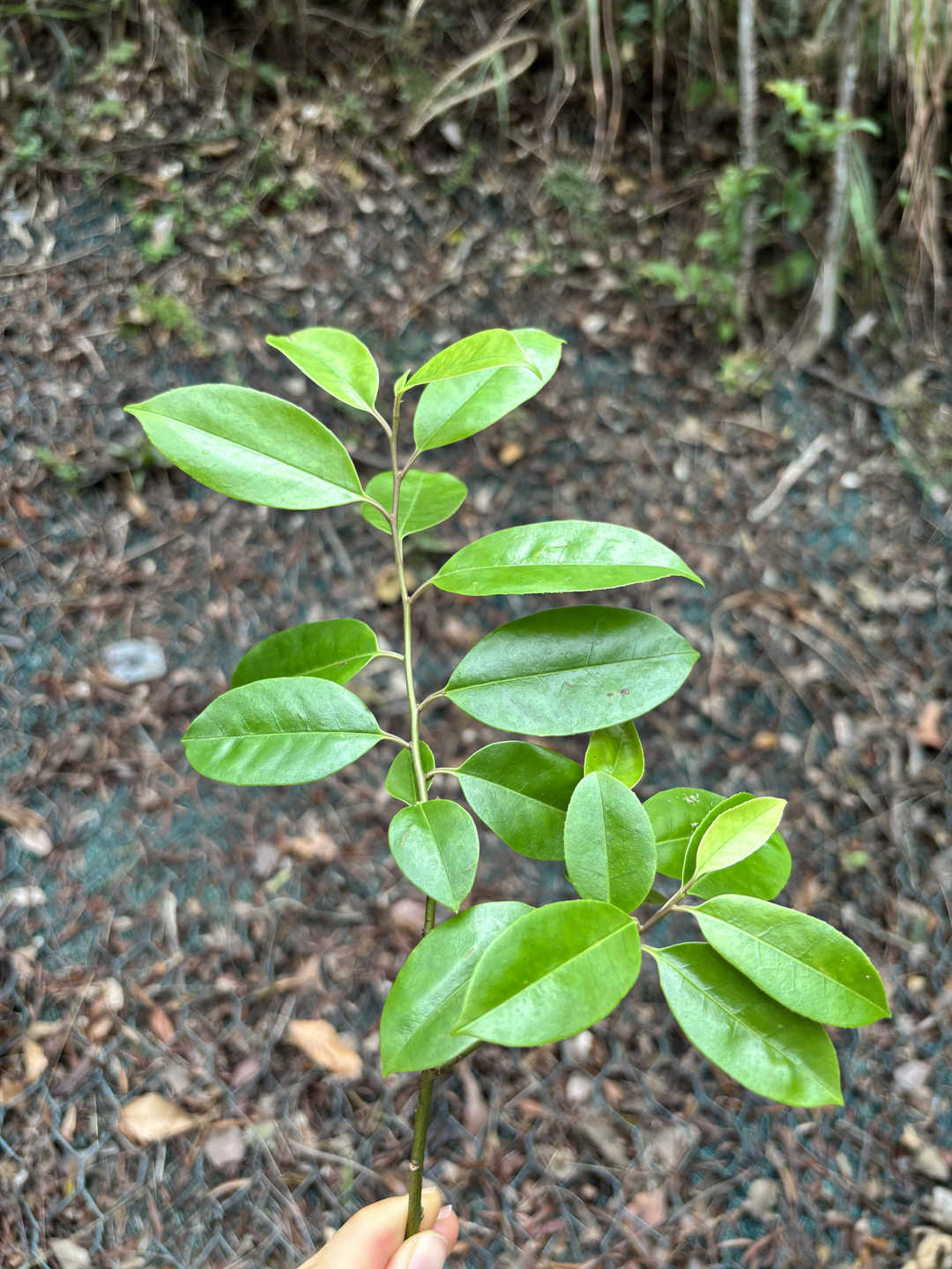 小果鐵冬青