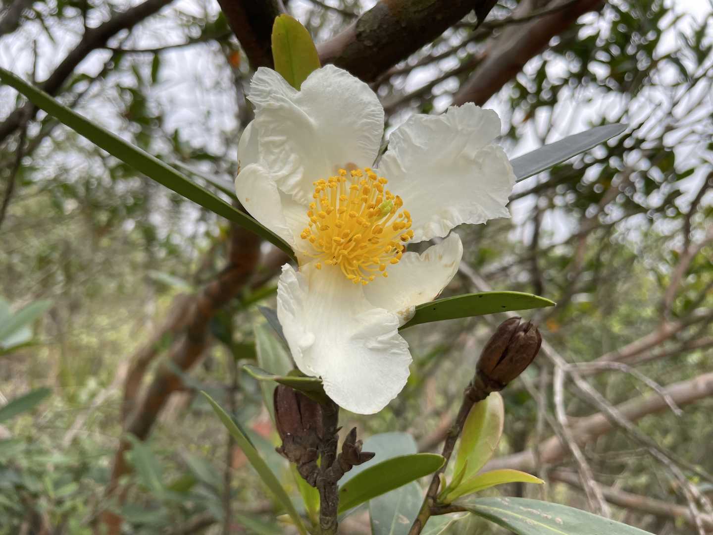 大頭茶