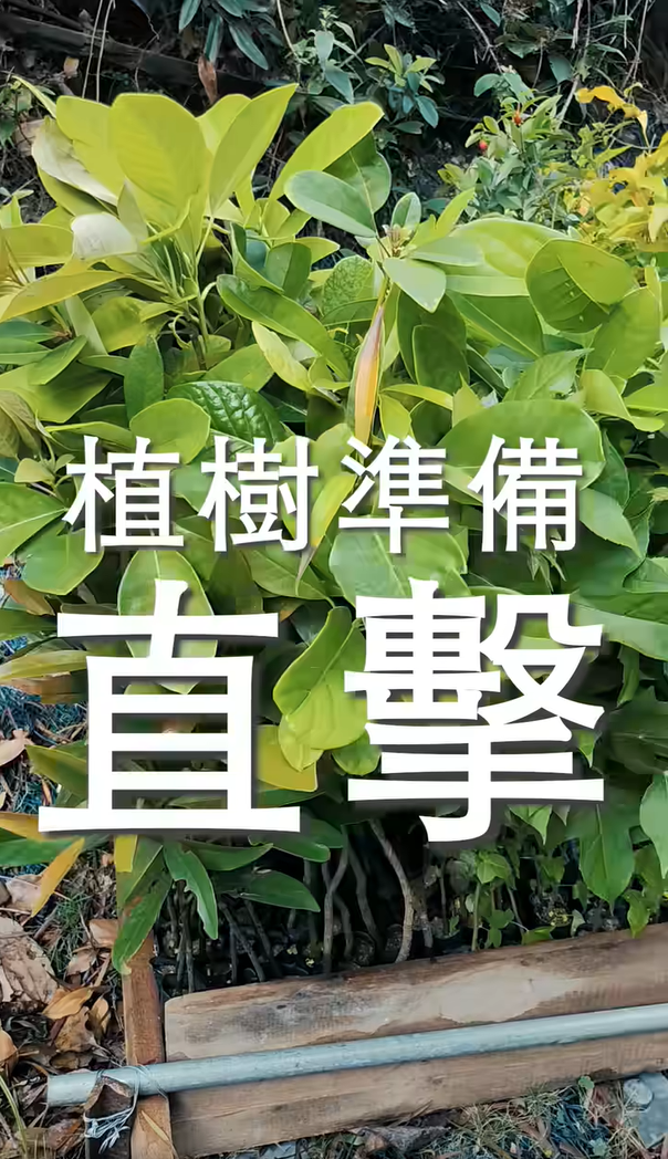 植樹準備直擊(2024/04/29)